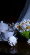 New mobile wallpapers - free download. Flowers,Objects,Plants,Camomile picture and image for mobile phones.