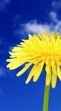 New mobile wallpapers - free download. Flowers,Dandelions,Landscape picture and image for mobile phones.