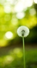 New mobile wallpapers - free download. Flowers,Dandelions,Landscape,Plants picture and image for mobile phones.
