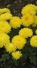 New mobile wallpapers - free download. Flowers, Dandelions, Plants picture and image for mobile phones.
