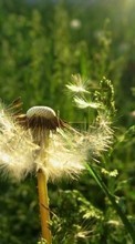New mobile wallpapers - free download. Flowers, Dandelions, Plants picture and image for mobile phones.