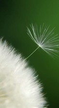 New mobile wallpapers - free download. Flowers,Dandelions,Plants picture and image for mobile phones.
