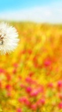 New mobile wallpapers - free download. Flowers,Dandelions,Plants picture and image for mobile phones.