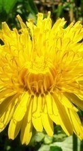 New mobile wallpapers - free download. Plants, Flowers, Dandelions picture and image for mobile phones.