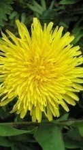 New 1024x600 mobile wallpapers Plants, Flowers, Dandelions free download.