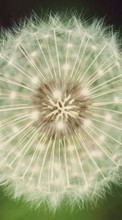 New mobile wallpapers - free download. Plants, Flowers, Dandelions picture and image for mobile phones.