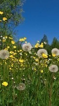 New 128x160 mobile wallpapers Plants, Flowers, Grass, Dandelions free download.