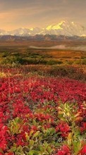 New 720x1280 mobile wallpapers Landscape, Flowers free download.
