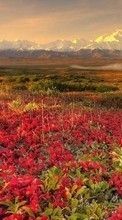 New 360x640 mobile wallpapers Landscape, Flowers free download.