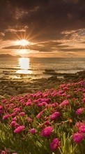 New mobile wallpapers - free download. Flowers,Landscape,Beach,Sunset picture and image for mobile phones.
