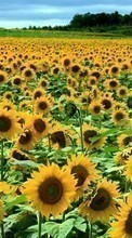 New mobile wallpapers - free download. Flowers, Landscape, Sunflowers, Fields picture and image for mobile phones.