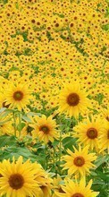 New mobile wallpapers - free download. Flowers,Landscape,Sunflowers,Fields picture and image for mobile phones.