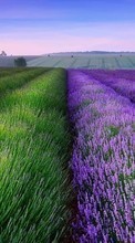 New mobile wallpapers - free download. Flowers, Landscape, Fields picture and image for mobile phones.