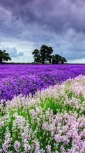 New mobile wallpapers - free download. Flowers,Landscape,Fields picture and image for mobile phones.