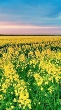 New 1024x600 mobile wallpapers Landscape, Flowers, Fields free download.