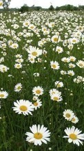 New 240x400 mobile wallpapers Plants, Landscape, Flowers, Fields, Camomile free download.
