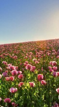 New mobile wallpapers - free download. Flowers, Landscape, Fields, Plants, Sun, Tulips picture and image for mobile phones.