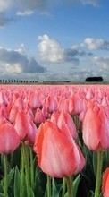 New mobile wallpapers - free download. Flowers,Landscape,Fields,Tulips picture and image for mobile phones.