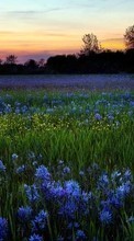 New mobile wallpapers - free download. Flowers, Landscape, Fields, Sunset picture and image for mobile phones.