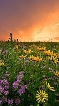 New mobile wallpapers - free download. Flowers,Landscape,Fields,Sunset picture and image for mobile phones.