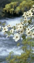 Flowers, Landscape, Plants, Rivers for HTC Desire S