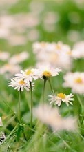 New mobile wallpapers - free download. Flowers,Landscape,Plants,Camomile picture and image for mobile phones.