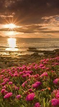 New mobile wallpapers - free download. Plants, Landscape, Flowers, Sunset, Sun picture and image for mobile phones.
