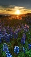 New mobile wallpapers - free download. Plants, Landscape, Flowers, Sunset, Sun picture and image for mobile phones.