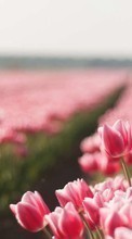 New mobile wallpapers - free download. Flowers, Landscape, Plants, Tulips picture and image for mobile phones.