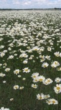 New mobile wallpapers - free download. Flowers,Landscape,Camomile picture and image for mobile phones.