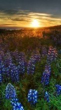 Flowers,Landscape,Sunset for Sony Xperia S