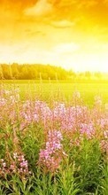 New mobile wallpapers - free download. Flowers,Landscape,Sunset picture and image for mobile phones.