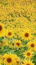 New mobile wallpapers - free download. Flowers, Sunflowers, Fields, Plants picture and image for mobile phones.