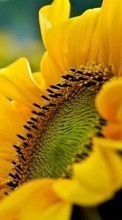 New mobile wallpapers - free download. Flowers, Sunflowers, Plants picture and image for mobile phones.