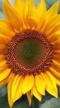 New mobile wallpapers - free download. Flowers, Sunflowers, Plants picture and image for mobile phones.