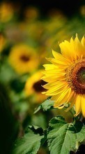 New mobile wallpapers - free download. Flowers,Sunflowers,Plants picture and image for mobile phones.