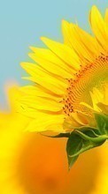 New mobile wallpapers - free download. Flowers,Sunflowers,Plants picture and image for mobile phones.