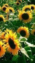 New 320x480 mobile wallpapers Plants, Flowers, Backgrounds, Sunflowers free download.