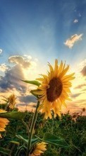 New mobile wallpapers - free download. Flowers, Sunflowers, Plants, Sunset picture and image for mobile phones.