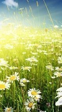 New mobile wallpapers - free download. Flowers,Fields,Plants,Camomile picture and image for mobile phones.