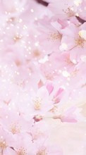 New 720x1280 mobile wallpapers Plants, Flowers free download.