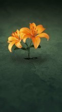 New 720x1280 mobile wallpapers Plants, Flowers free download.