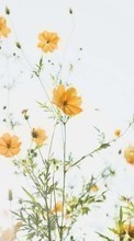 New 360x640 mobile wallpapers Plants, Flowers free download.