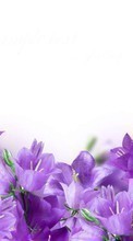 New 540x960 mobile wallpapers Plants, Flowers free download.