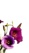 Flowers, Plants for Sony Ericsson W550