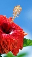 Flowers,Plants for HTC Desire V