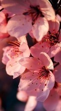 Flowers,Plants for Samsung Galaxy Pocket Plus