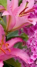 Flowers,Plants for Sony Xperia Z1S
