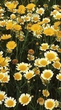 Flowers,Plants for Google Pixel 5