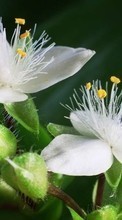 Flowers,Plants for HTC Desire 500